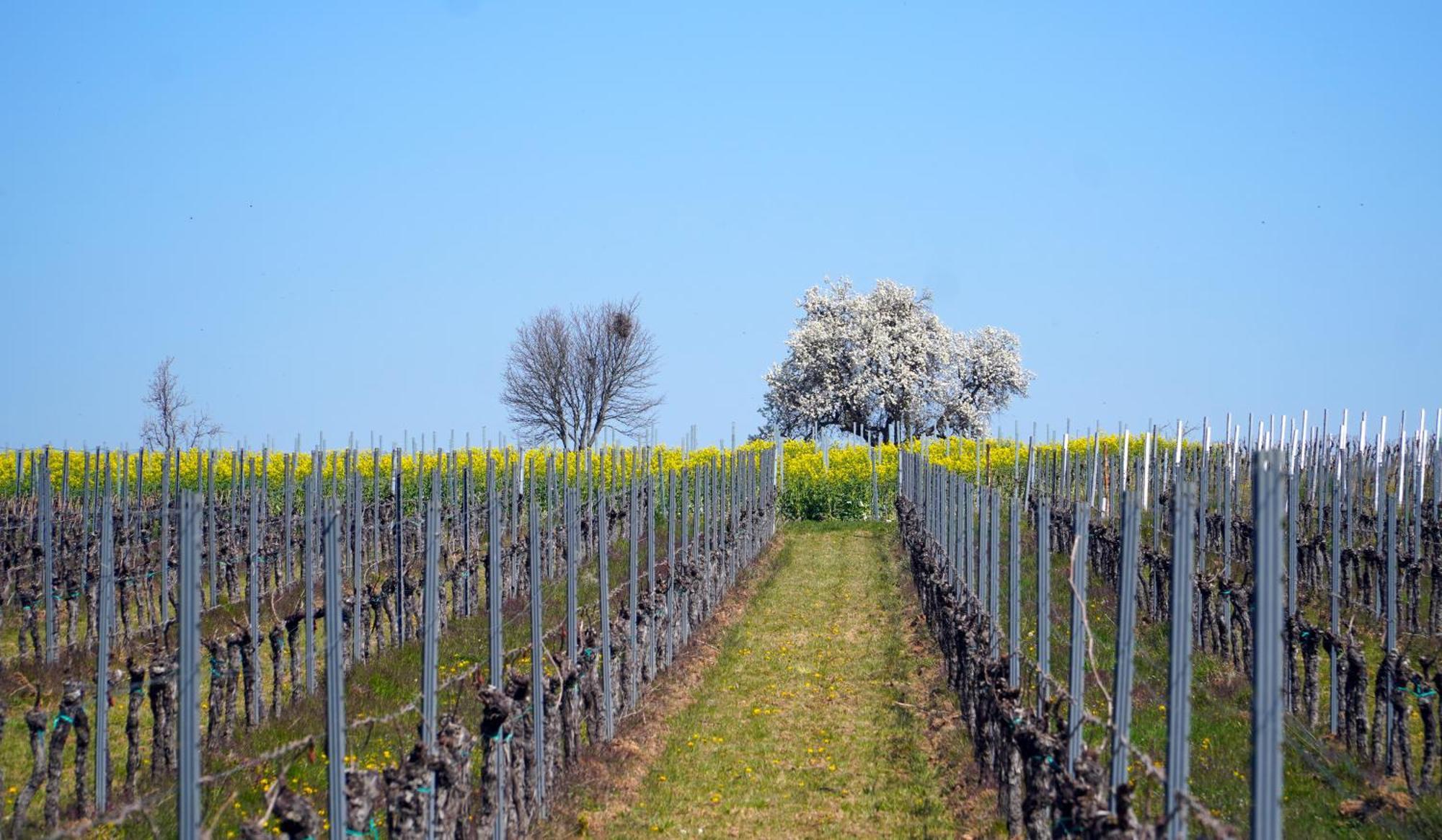 Mas Can Calet Aparthotel Les Franqueses del Vallès Exteriör bild